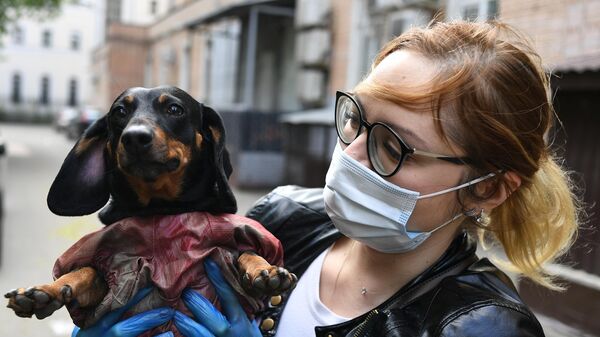 Волонтер выгуливает собаку породы такса в Москве во время пандемии COVID-19