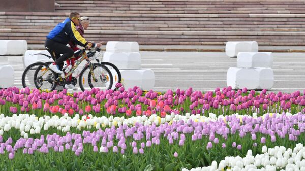 Цветение тюльпанов около здания МГУ в Москве