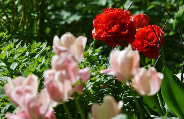 Цветение тюльпанов в Москве