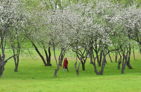 Цветение деревьев в Западном Бирюлево в Москве