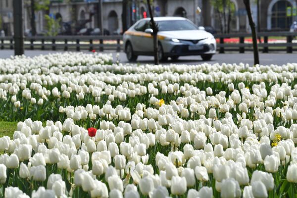Цветение тюльпанов на Ломоносовском проспекте в Москве
