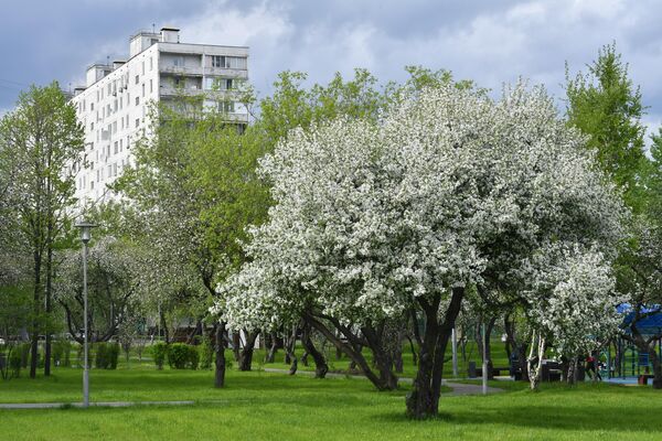 Цветение деревьев в Москве  