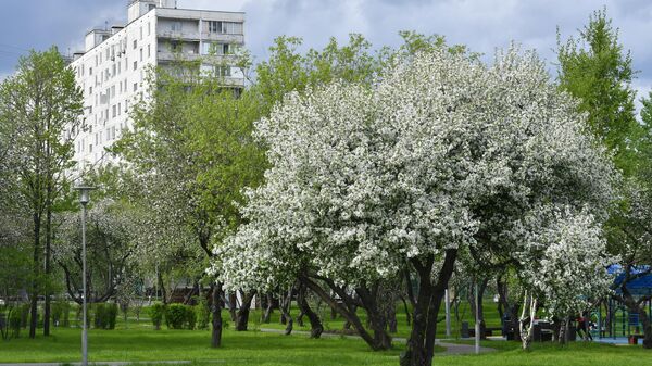 Цветение деревьев в Москве  