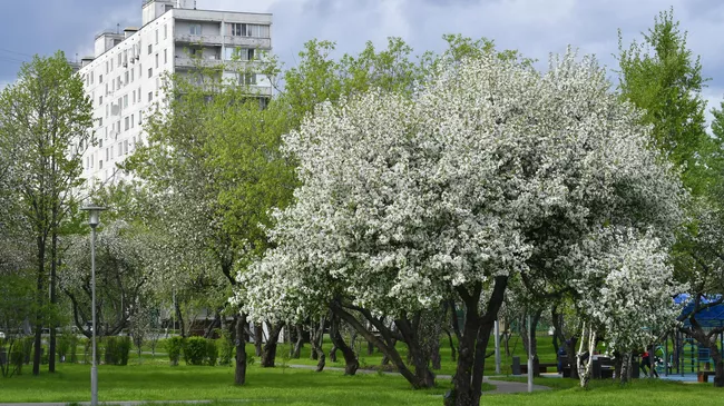Цветение деревьев в Москве  
