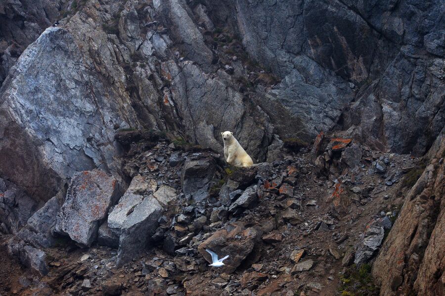 Белый медведь в бухте Драги на острове Врангеля