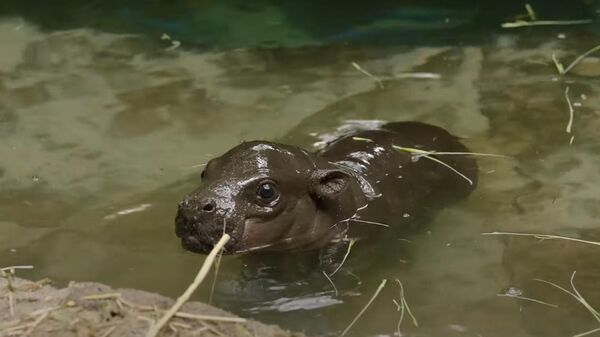 Стоп-кадр из видео с новорожденным карликовым бегемотом в зоопарке Сан-Диего 