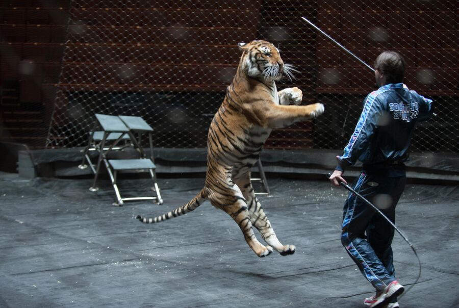 Дрессировщик Запашный с тигром во время выступления