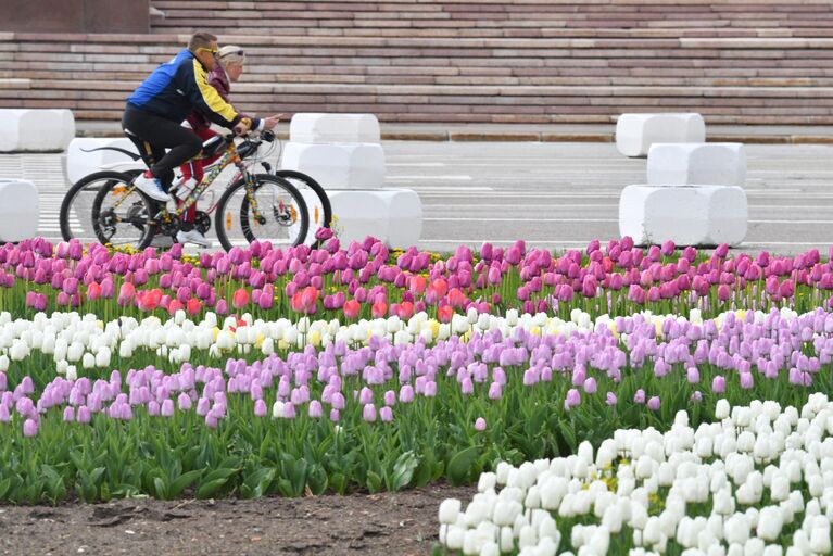 Цветение деревьев в Москве  