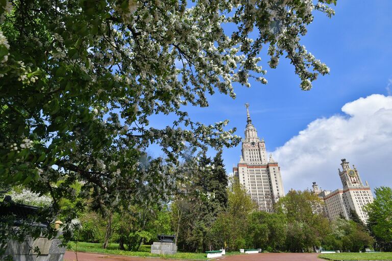 Цветение деревьев в Москве  