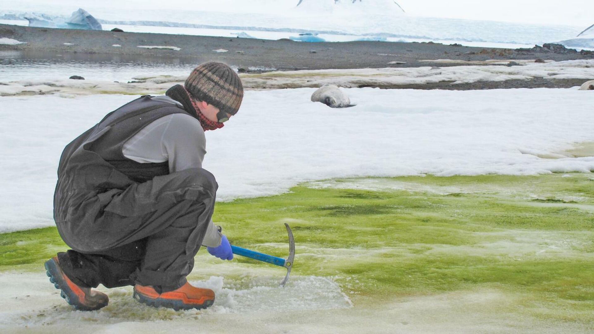 В Антарктиде все шире распространяется зеленый снег, в котором живут водоросли - РИА Новости, 1920, 20.05.2020