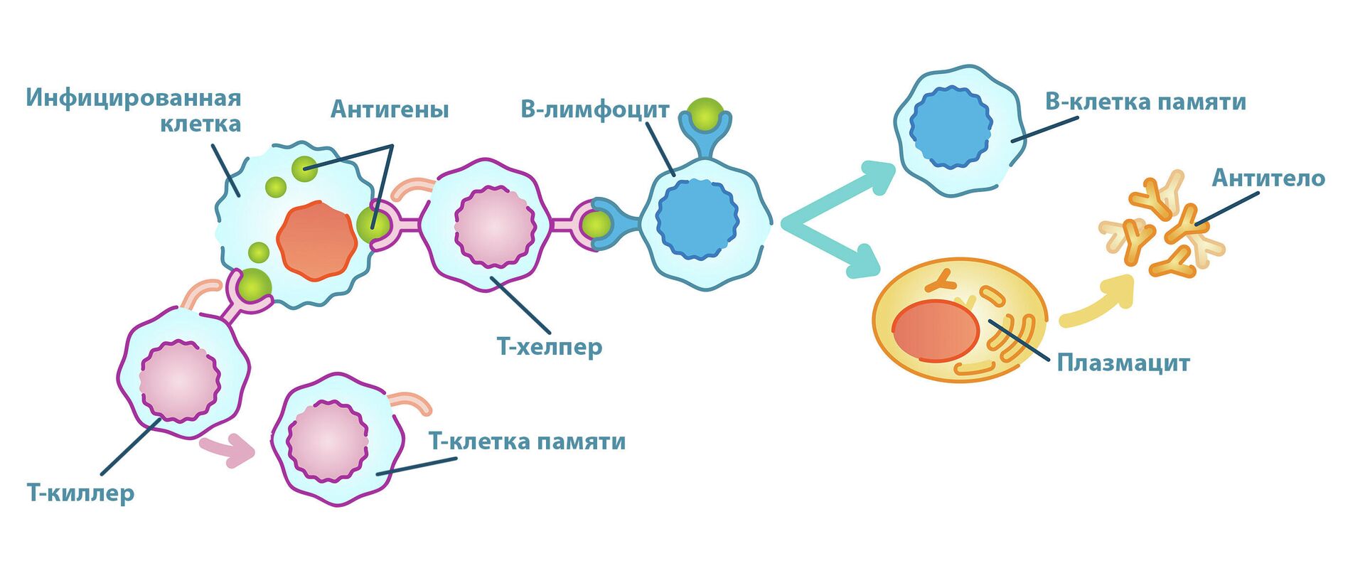 Иммунитет к коронавирусу - РИА Новости, 1920, 18.11.2021