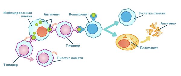Противовирусный Иммунитет Реферат Противовирусный Иммунитет Реферат