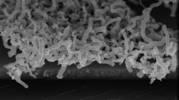 Изображение массива нитевидных нанонитей германия на кремниевой подложке с подслоем титана, полученное на растровом электронном микроскопе