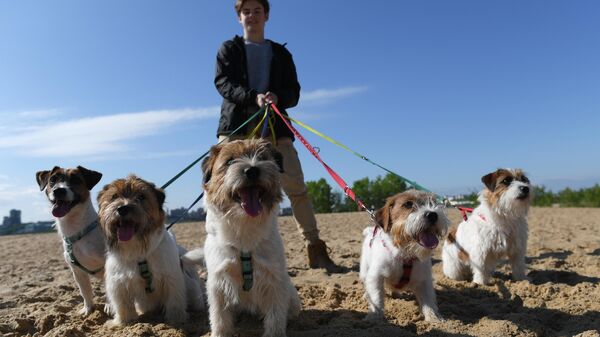 Собаки породы джек-рассел-терьер во время тренировки собак по курсингу - полевым испытаниям с приманкой