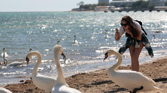 Девушка фотографирует лебедей на пляже