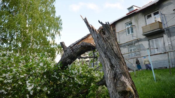 Сломанное дерево после ураганного ветра в Свердловской области