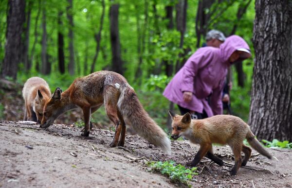 Лисица с детенышами, поселившаяся на острове Русском