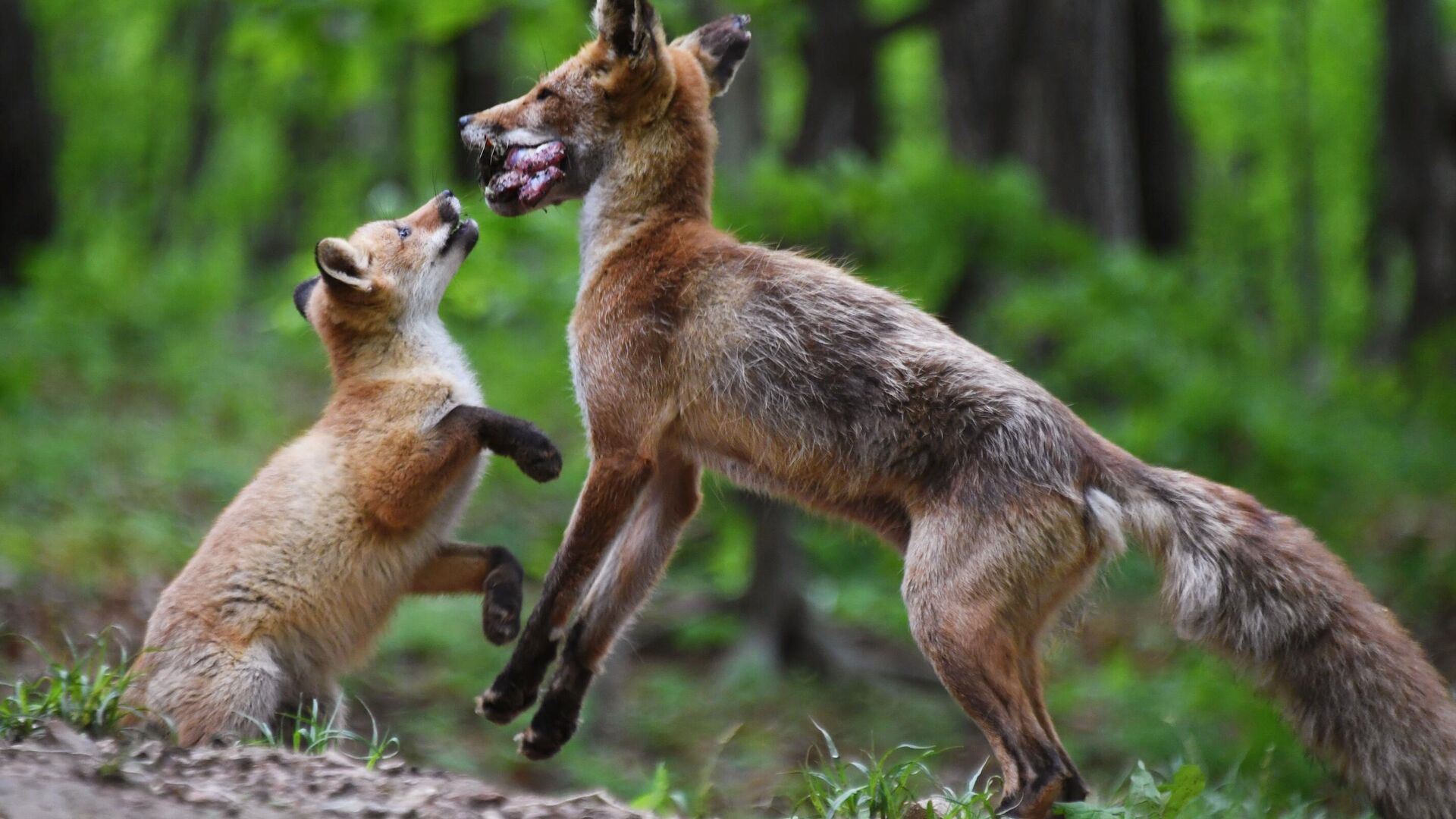 Лисица с детенышем, поселившаяся на острове Русском - РИА Новости, 1920, 13.10.2021
