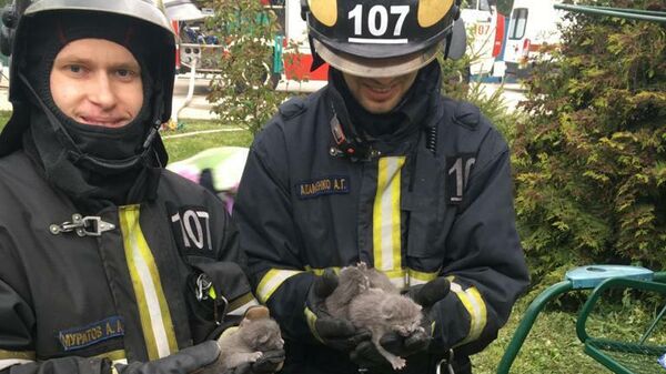 Сотрудники МЧС спасли четверых котят из пожара на западе Москвы