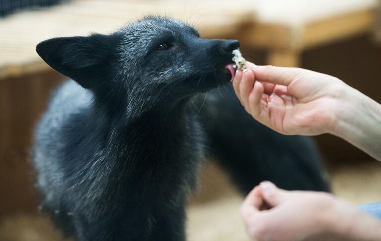 Чернобурая лисица в контактном зоопарке Страна Енотия в Москве Чернобурая лисица в контактном зоопарке Страна Енотия в Москве