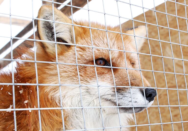 Лиса в вольере в Доме русской лисы в городе Дзержинский Московской области Лиса в вольере в Доме русской лисы в городе Дзержинский Московской области