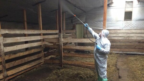 Ветеринар обрабатывает одно из фермерских хозяйств Подмосковья