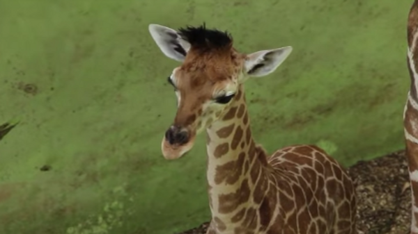 Жираф по имени Корона, рожденный в сафари-парке на Бали во время эпидемии коронавируса