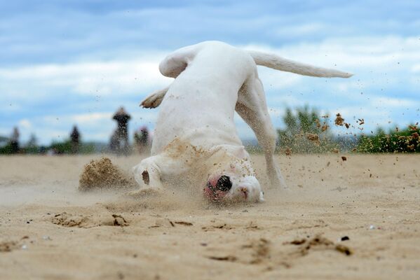Аргентинский дог во время тренировки собак по курсингу - полевым испытаниям с приманкой, имитирующим преследование и поимку зверя