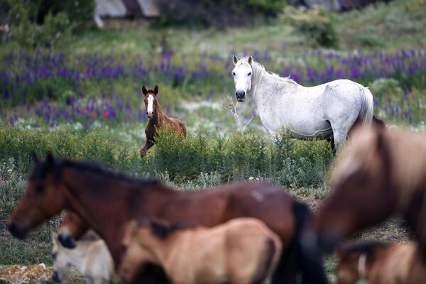 Лошади пасутся на лугу в Белогорском районе Крыма