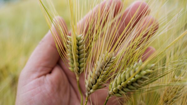 Колосья пшеницы 