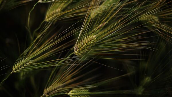 Колосья пшеницы 