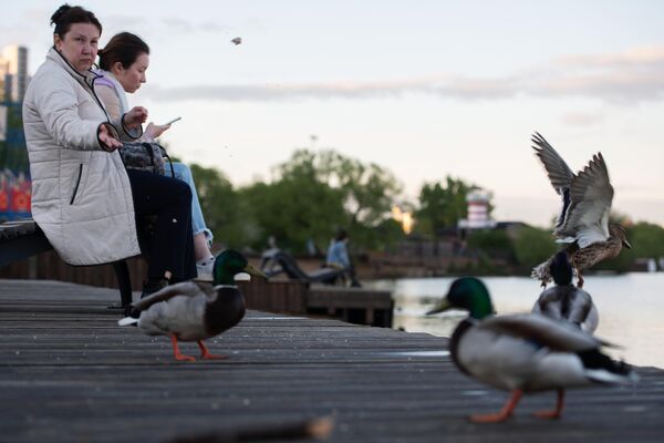 Женщина кормит уток на набережной Строгинского залива в Москве