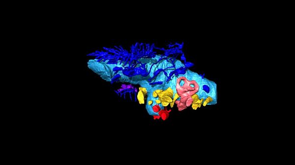 Трехмерная виртуальная реконструкция мозга анкилозавра Bissektipelta archibaldi