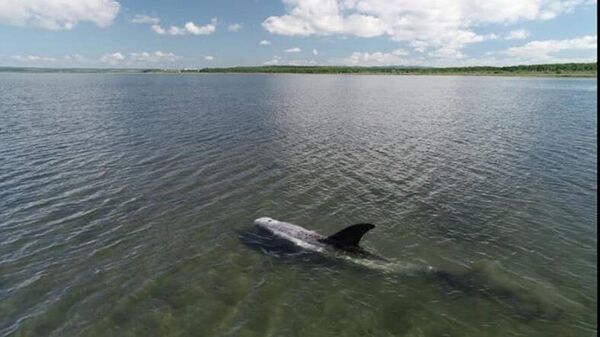 Серый дельфин, спасенный из иловой ловушки в бухте Мелководная в районе Де-Фриза в Приморье