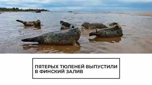На свободу: пятерых тюленей выпустили в Финский залив 