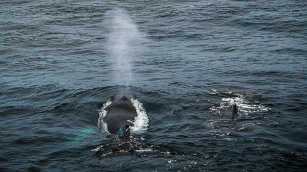 Горбатые киты 