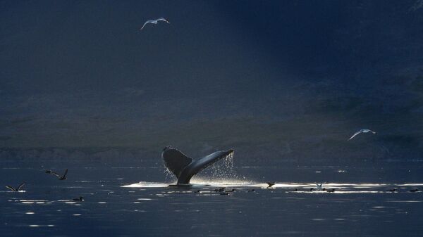 Серый кит в проливе Сенявина у острова Ыттыгран в Чукотском автономном округе