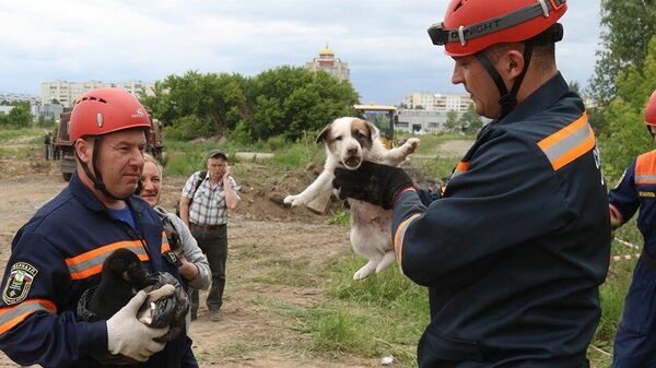 Сотрудники МЧС во время спасения бездомных щенков в Барнауле на улице Лазурной
