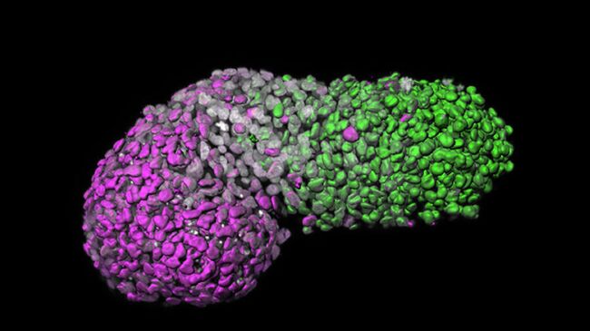 Собранный из стволовых клеток гаструлоид