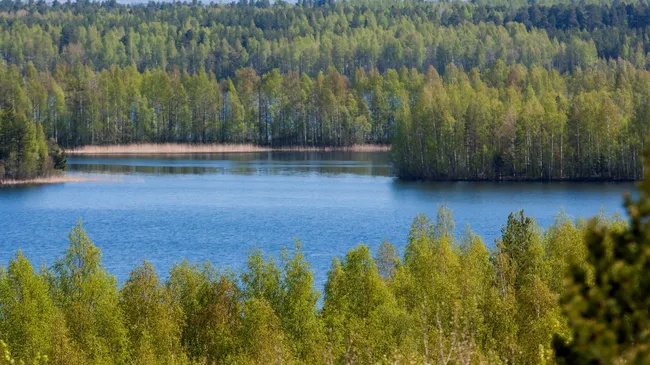 Лес