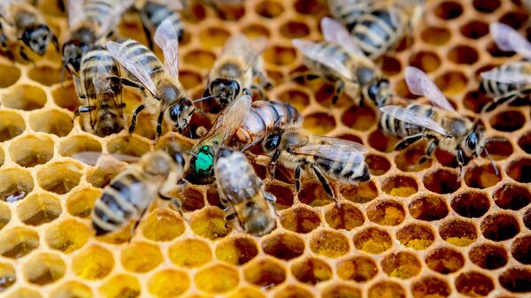 Пчелы  в улье