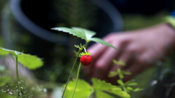 Горожане собирают ягоды земляники в лесу