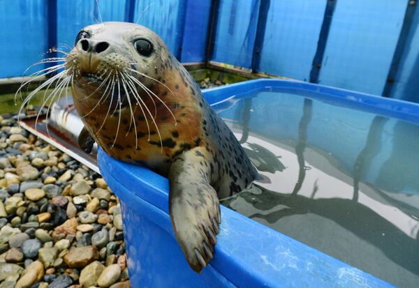 Тюлень-ларга в бассейне Центра реабилитации морских млекопитающих Тюлень в поселке Тавричанка Приморского края