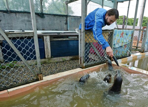 Ветеринар Павел Чопенко во время кормления тюленей-ларги в Центре реабилитации морских млекопитающих Тюлень в поселке Тавричанка Приморского края