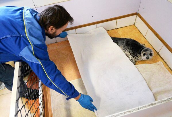 Ветеринар Павел Чопенко ухаживает за месячным детенышем тюленя-ларги в Центре реабилитации морских млекопитающих Тюлень в поселке Тавричанка Приморского края