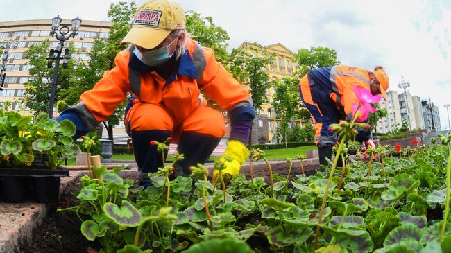 Высадка цветов в Москве