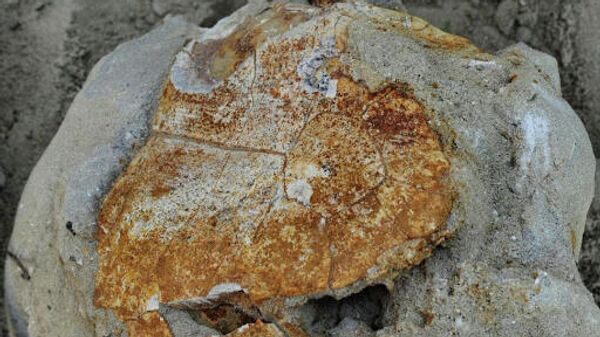  Окаменелые останки древней черепахи возрастом 8 миллионов лет, обнаруженне на Ставрополье