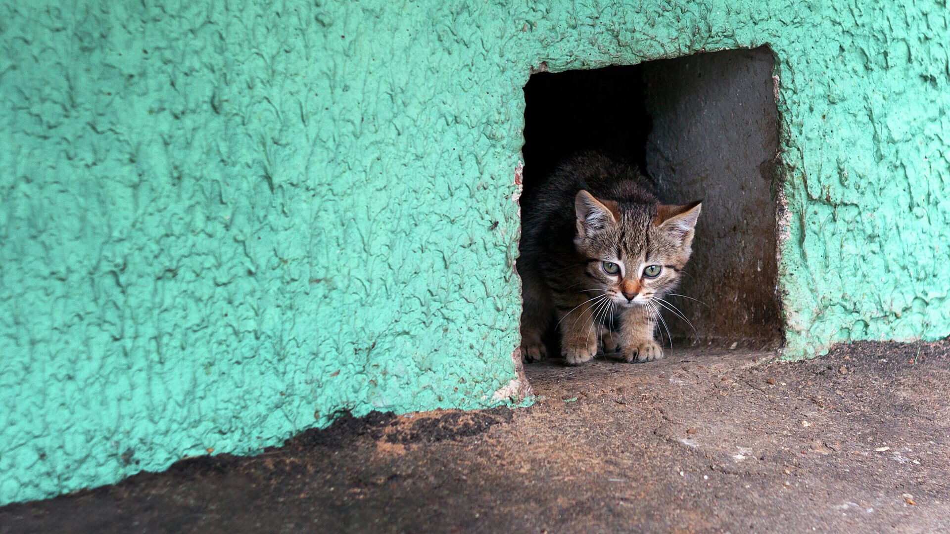 В Грозном пожарные спасли котенка, провалившегося в фонарный столб