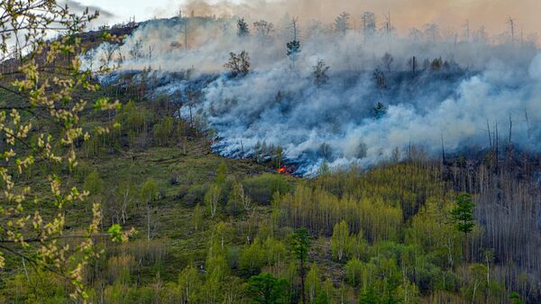 Лесной пожар в районе поселка Эссо Быстринского района Камчатского края