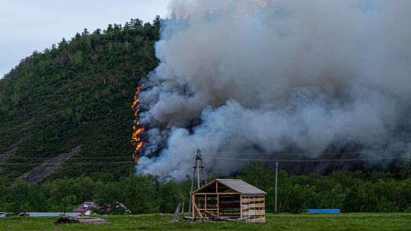 Лесной пожар в районе поселка Эссо Быстринского района Камчатского края